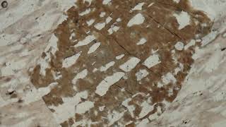 Tourmaline, Plane Polars