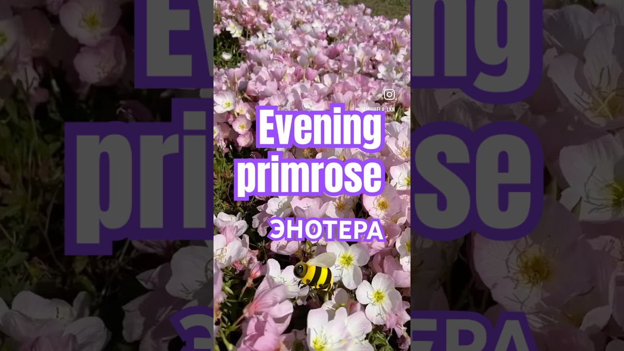 🇹🇷ЭНОТЕРА | Evening primrose