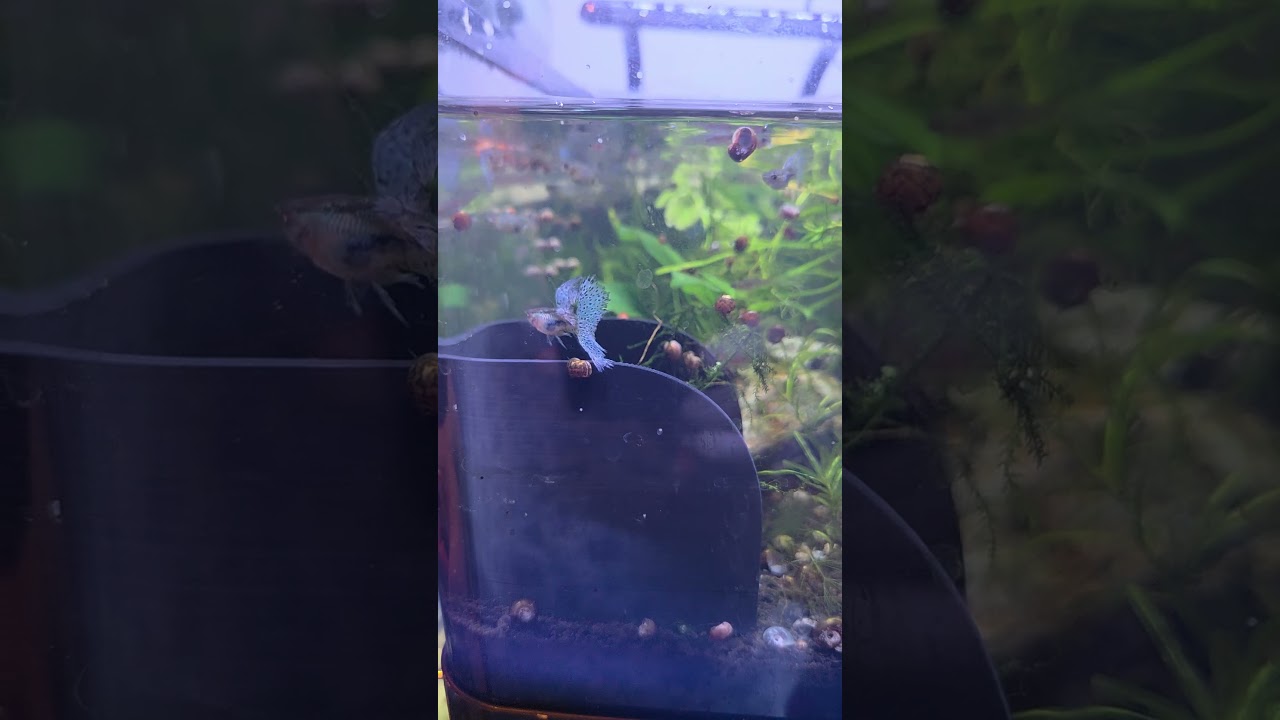 Bluegrass Guppies