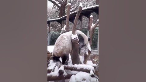 Giant panda playing with snow