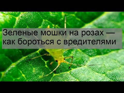 Видео: Розовые мошки: информация о том, как избавиться от розовых мошек