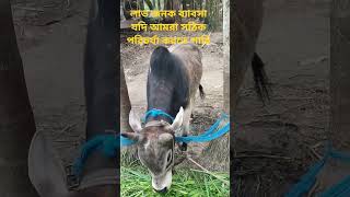 Cattle farming is a profitable business #shortvideo #farming #business #for you challenge