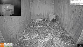 tiniest baby barn owl #3 falls asleep on a rat