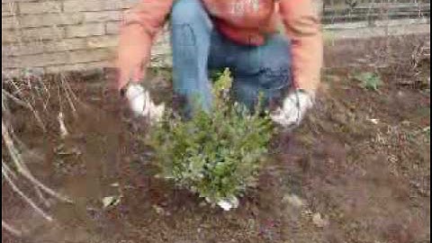 Topiary Tempates Install Step One