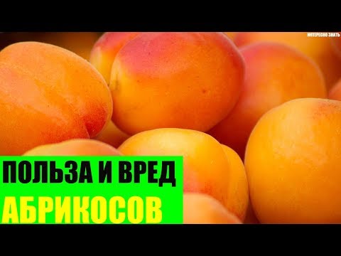 Польза и вред абрикосов