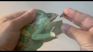 Force Hydration And Force Feeding Of Chameleons In Captivity