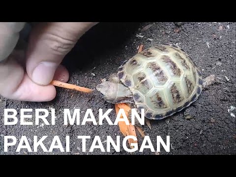 Video: Cara Memberi Makan Kura-kura Anda