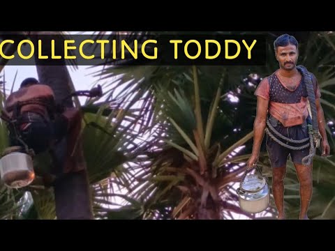 collecting Fresh Toddy from palm tree//Thati kallu!!Natural alcohol ...