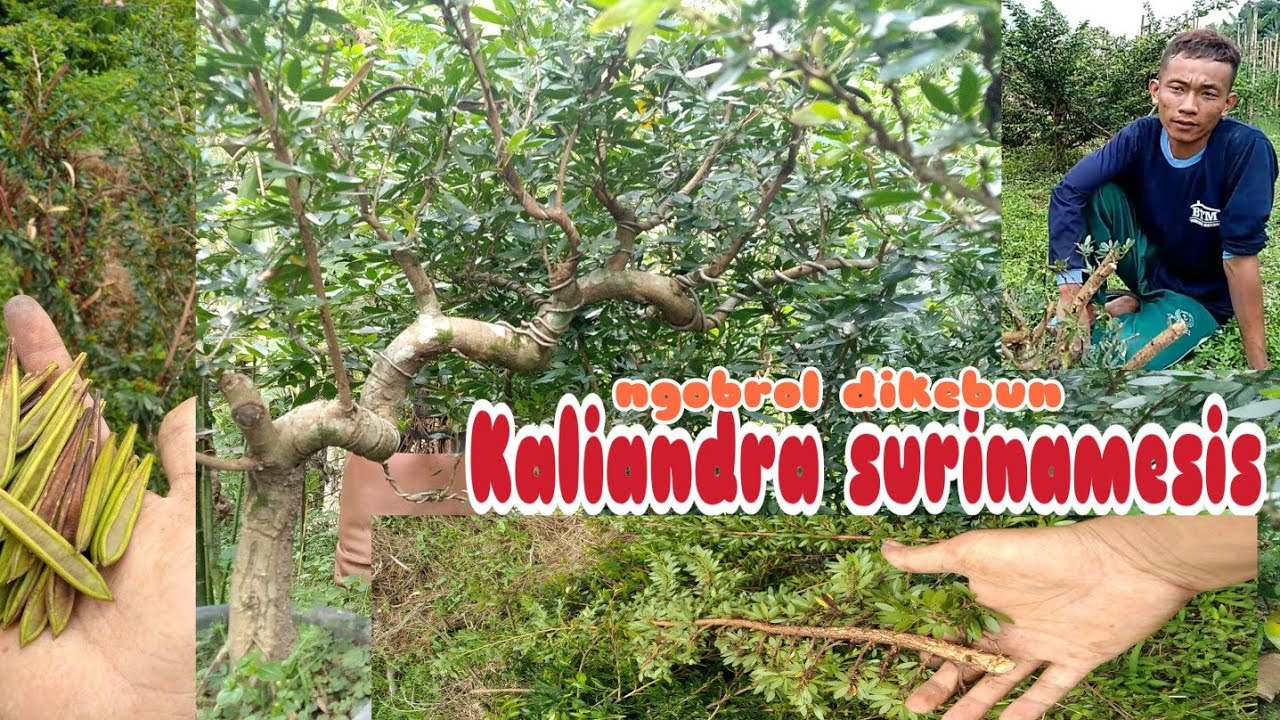 bonsai Kaliandra Sulimaraja "ngobrol" di kebun - YouTube