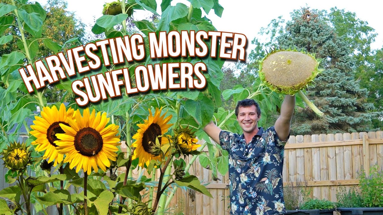 How to Harvest and Dry Sunflower Heads! YouTube