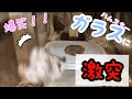 ハムスターの家のガラスを綺麗にしすぎてジャンプしてぶつかるところが可愛い過ぎたw