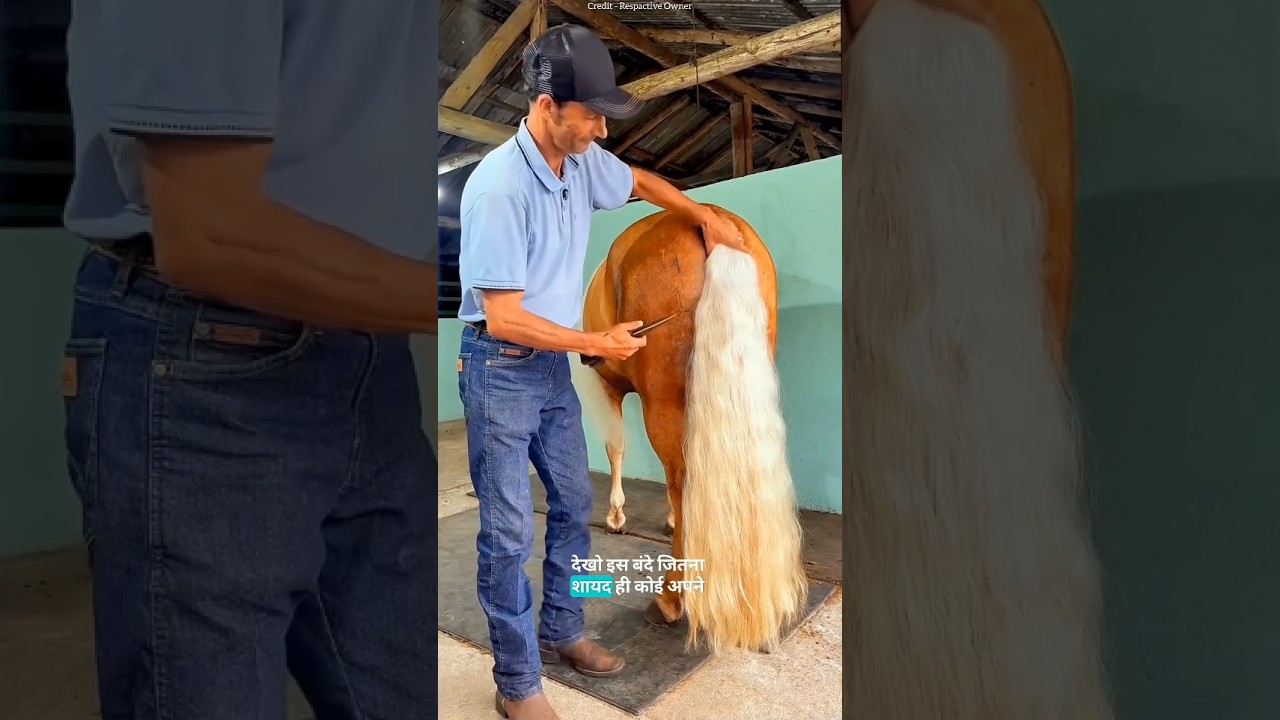 How to shoe a horse. 