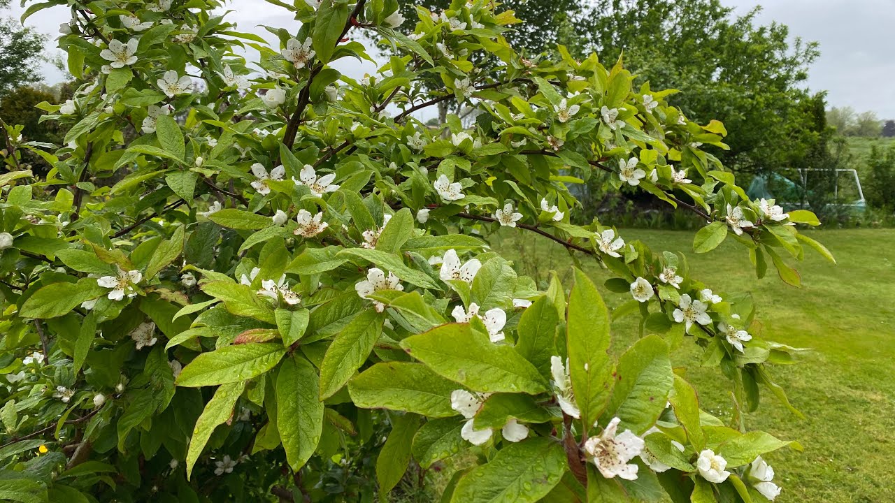 РАБОТЫ В САДУ И В ТЕПЛИЦЕ 🌺 МАЙ 2022 🌺MY GARDEN IN MAY 2022 🌺