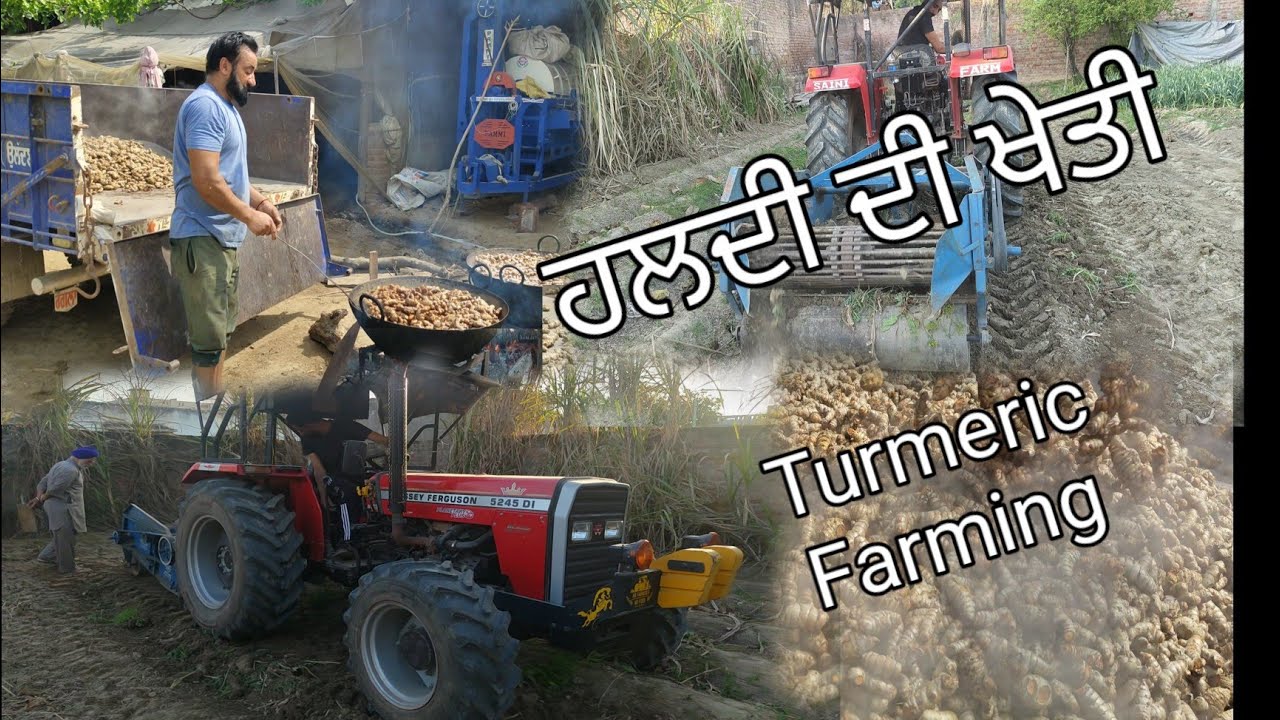 Turmeric Thread Making Process turmeric farming || turmeric making full process || ਹਾਲਦੀ ਦੀ ਖੇੀਬਾੜੀ ...