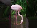 Rain or Shine, Flamingos Stay Fabulous! 🦩🌧️