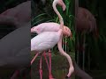 Rain or Shine, Flamingos Stay Fabulous! 🦩🌧️