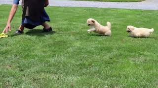 Pekingese Puppies For Sale