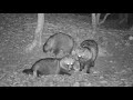 わな猟日誌(その5)