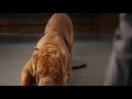 Turner &amp; Hooch - Episode 8 Credits Music &#39;I Got A Feeling&#39;