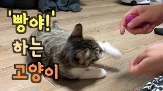 [콤콤이네] '빵야' 하는 고양이(bang! kitten playing dead trick) by 콤콤하네 5,266 views 5 years ago 2 minutes, 20 seconds