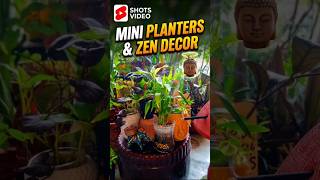 Buddha Zen Decor Ideas 🪷🌿Buddha Plants DecorBuddha Plant ArrangementZen Garden #indoorplants