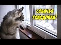 ГОЛОДОВКА У ХАСКИ | Чем кормить собаку ?