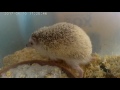 Hedgehogs 104 - hedghogs spreading ^^