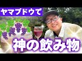 ヤマブドウから神の飲み物を作ってみた！