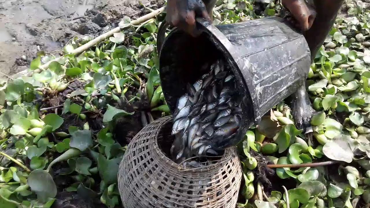 Wow! Beautiful People Fishing Mud Water In The Pond