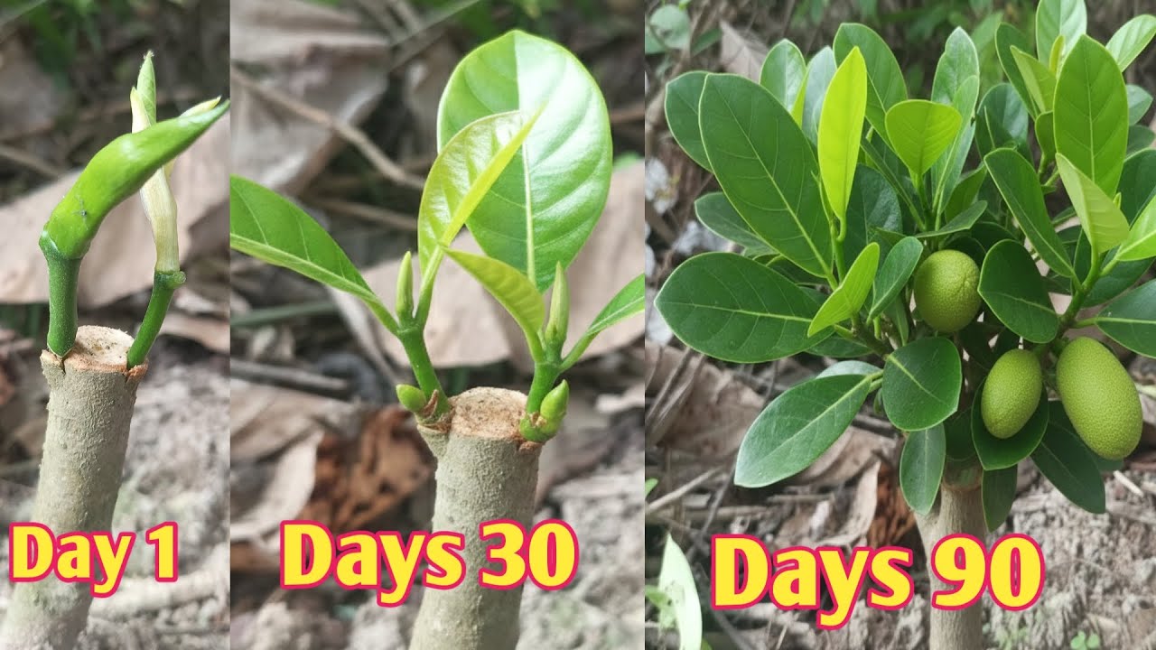 Tree grafting at garden, grafting jackfruit tree easily