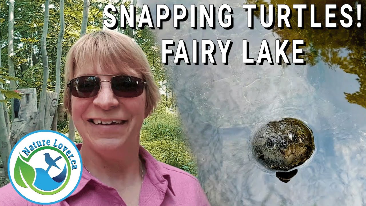 Tree Carvings and Snapping Turtles at Southampton's Fairy Lake - Day ...