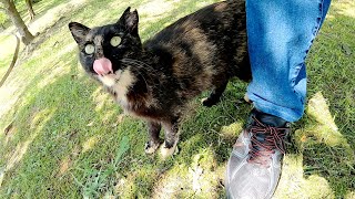 【甘える野良猫】サビ猫が可愛い声で鳴きながら足にスリスリしてきた