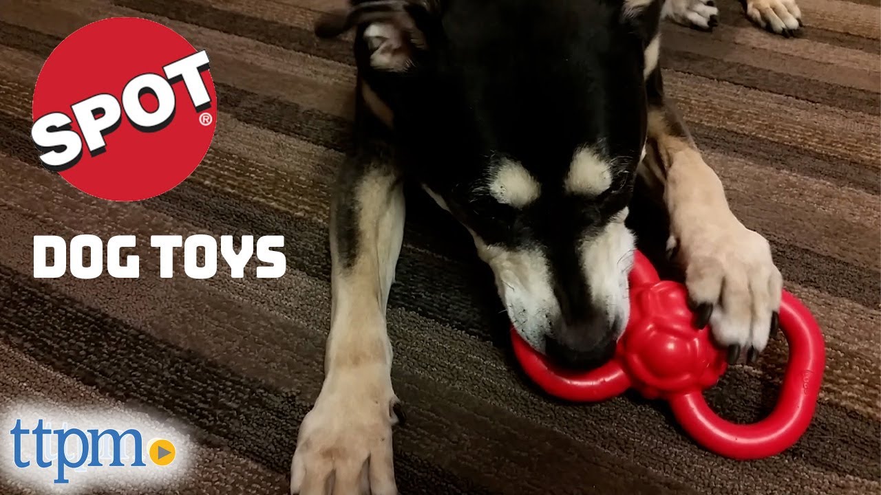 Cute Puppies Review SPOT Dog Toys from Ethical Pet! YouTube