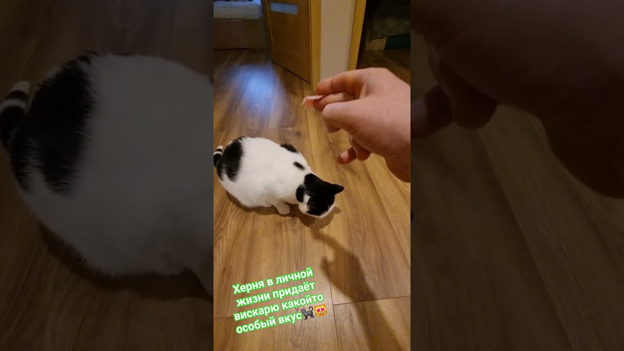 Стэтхэм о вкусе🐈‍⬛😻❤️‍🔥 