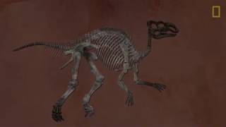 Fossils 101 บรรยายภาษาไทย