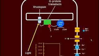 Visual Transduction