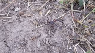 Garden wolf spider (Tasmanicosa godeffroyi) by Martin 104 views 2 months ago 28 seconds