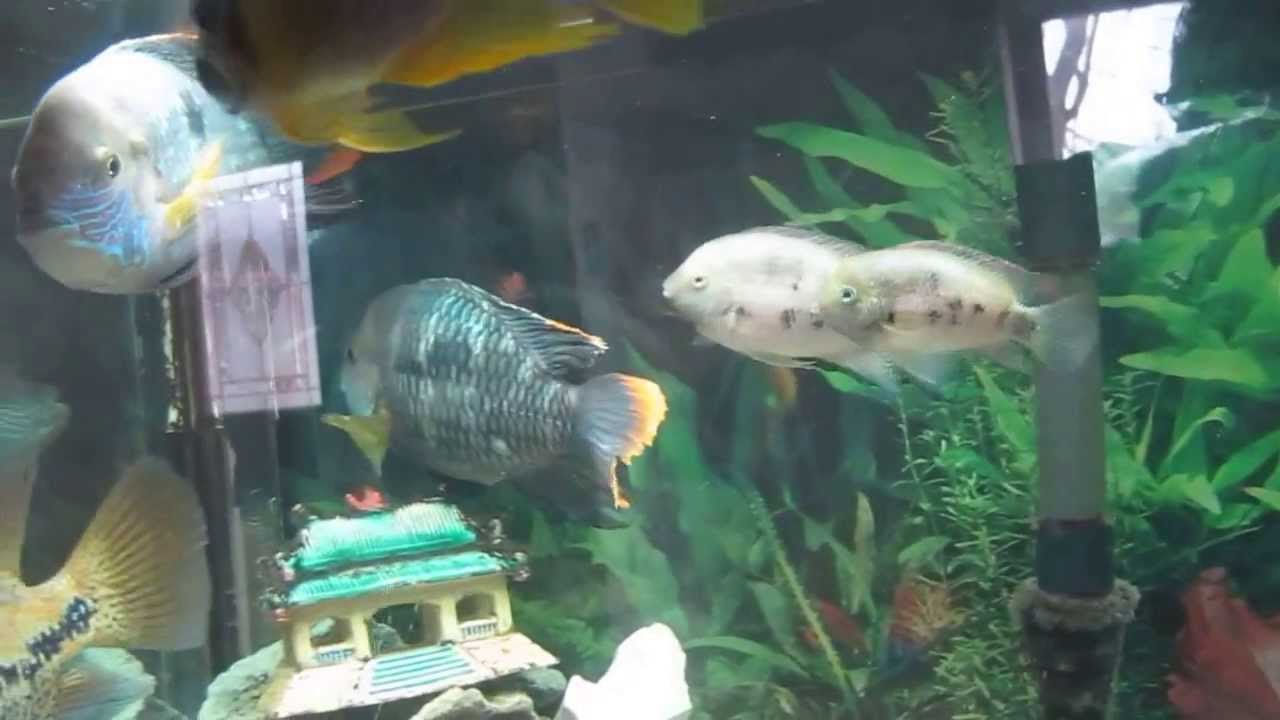 MVI 2577 Cryptoheros panamensis bullying Green Terror