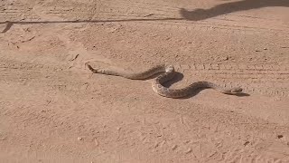 Watch your step: Rattlesnake season heats up in Southern Nevada
