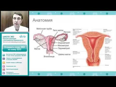 Хронический эндометрит. Как подготовиться к процедуре ЭКО?