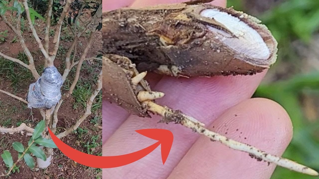 Como Fazer Muda de Jabuticabeira por Alporquia | Alporquia na Jabuticabeira