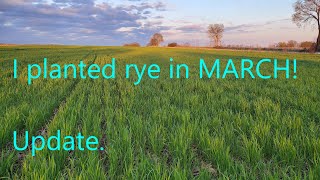 Will the March rye actually work?!?