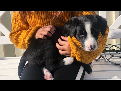 Video: Barnet Vill Ha En Hund - Varför Inte Ha Ett Husdjur?