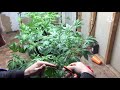 Pruning plants in flower wcannabis express 420