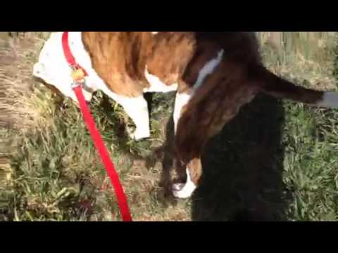 Do all boxer/American bulldog mixes do this? - YouTube