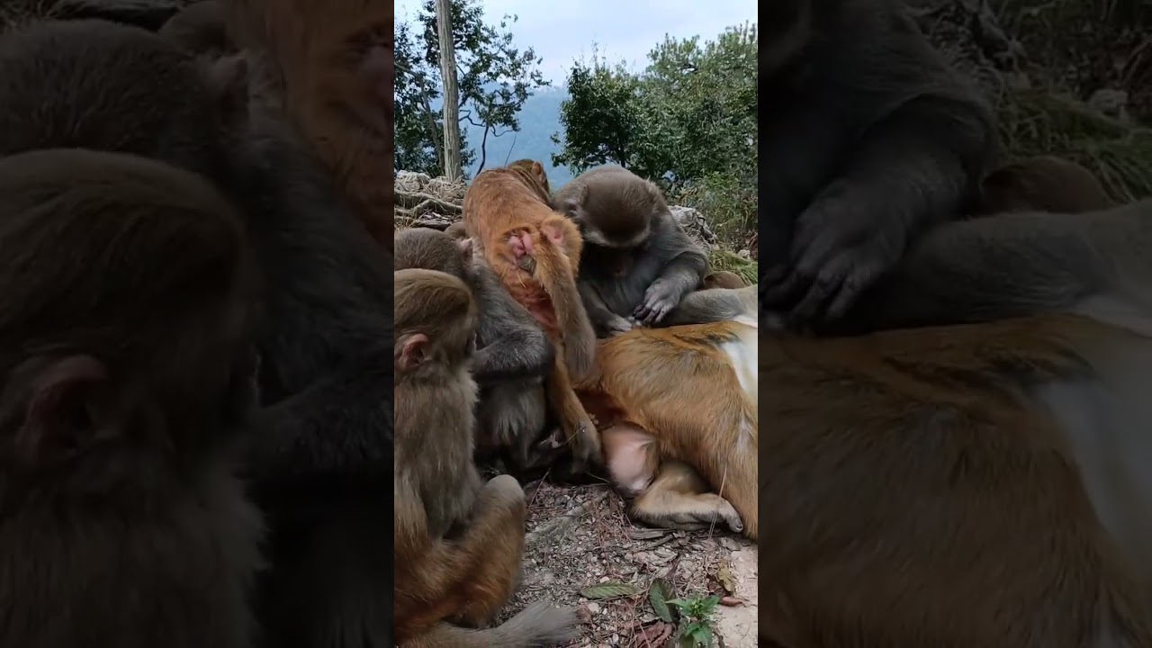 Colorful Journey of Baby Monkey.Funny Life of Baby Monkey in the Forest, Playful Baby Monkey #83