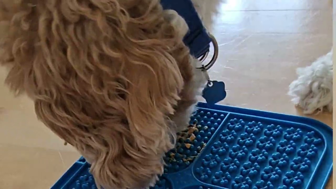 No More Zoomies with the MateeyLife Lick Mat Review