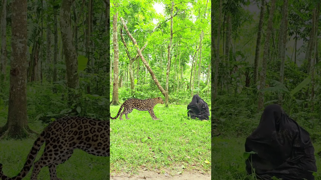 A spready leopard attack a village joker in jungle 