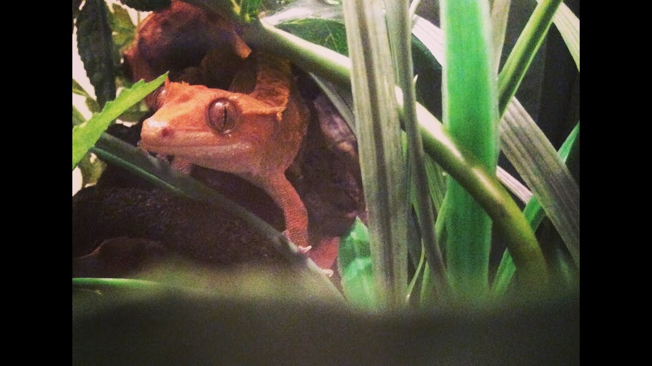 bugs bunny Crested Gecko Supplies Haul + Completed Setup