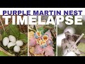 Purple Martin Nest Timelapse HD Purple Martin Nest Timelapse HD